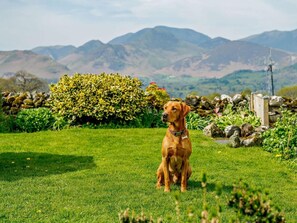 A dog sitting on a grassy field with mountains in the background. - 4 Bed in Keswick (oc-sz120) (Keswick)