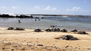 Ein Strand mit Schildkröten im Sand und dem Meer im Hintergrund.