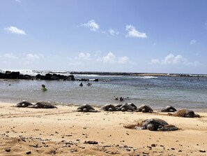 Ein Strand mit Schildkröten im Sand und dem Meer im Hintergrund.