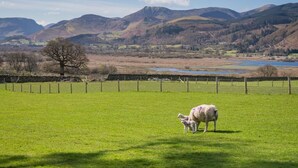 A grassy field with a sheep and lamb, a stone wall, and a mountain range in the background. - 2 Bed in Keswick (oc-sz199) (Underskiddaw)