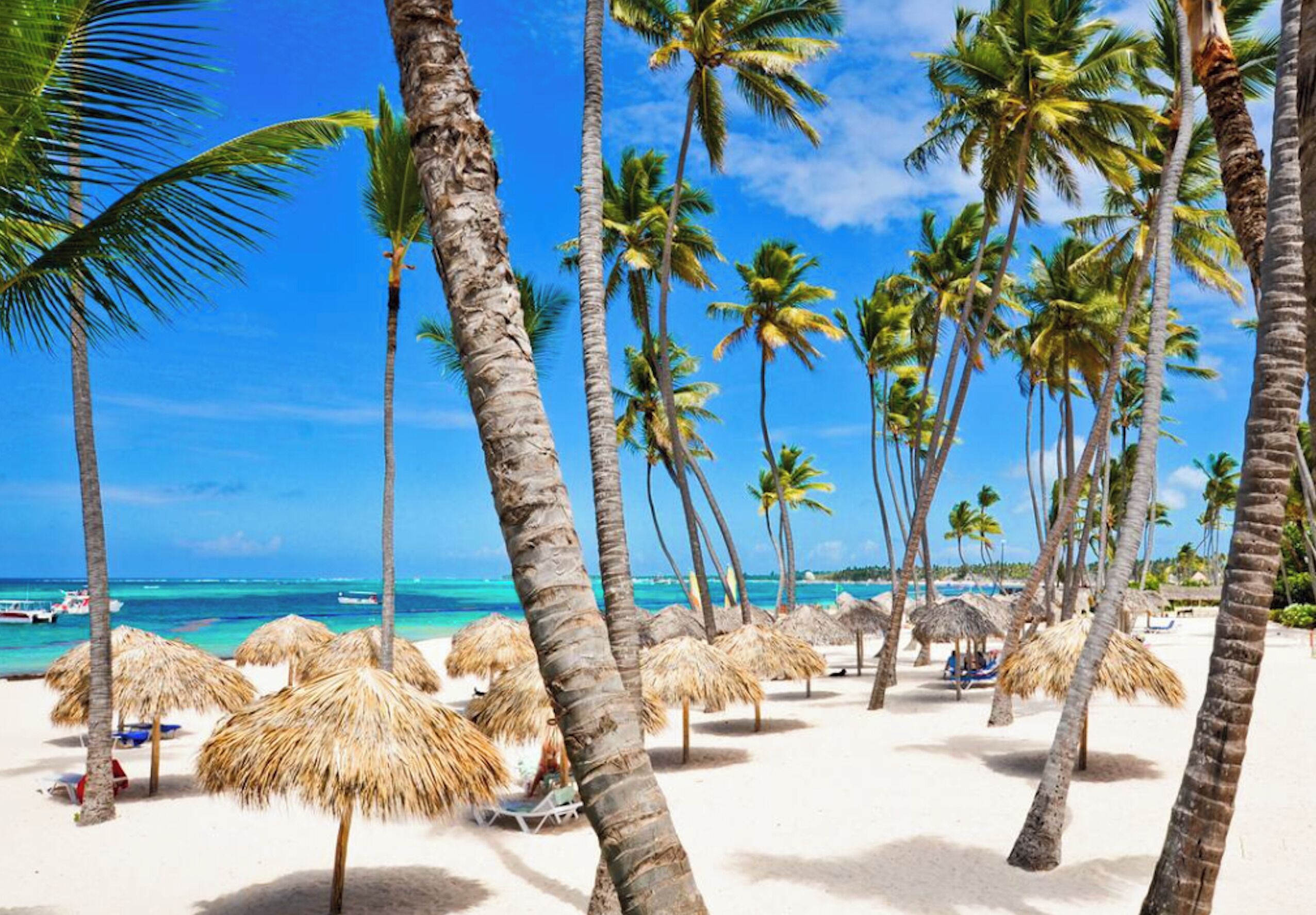 Una playa con palmeras y sombrillas de paja.