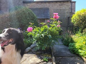 A garden with a stone wall, flowering plants, and a dog.