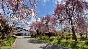 A rural road lined with cherry blossom trees and a white building with a red roof. - Guesthouse Shinkoen (Nikko)