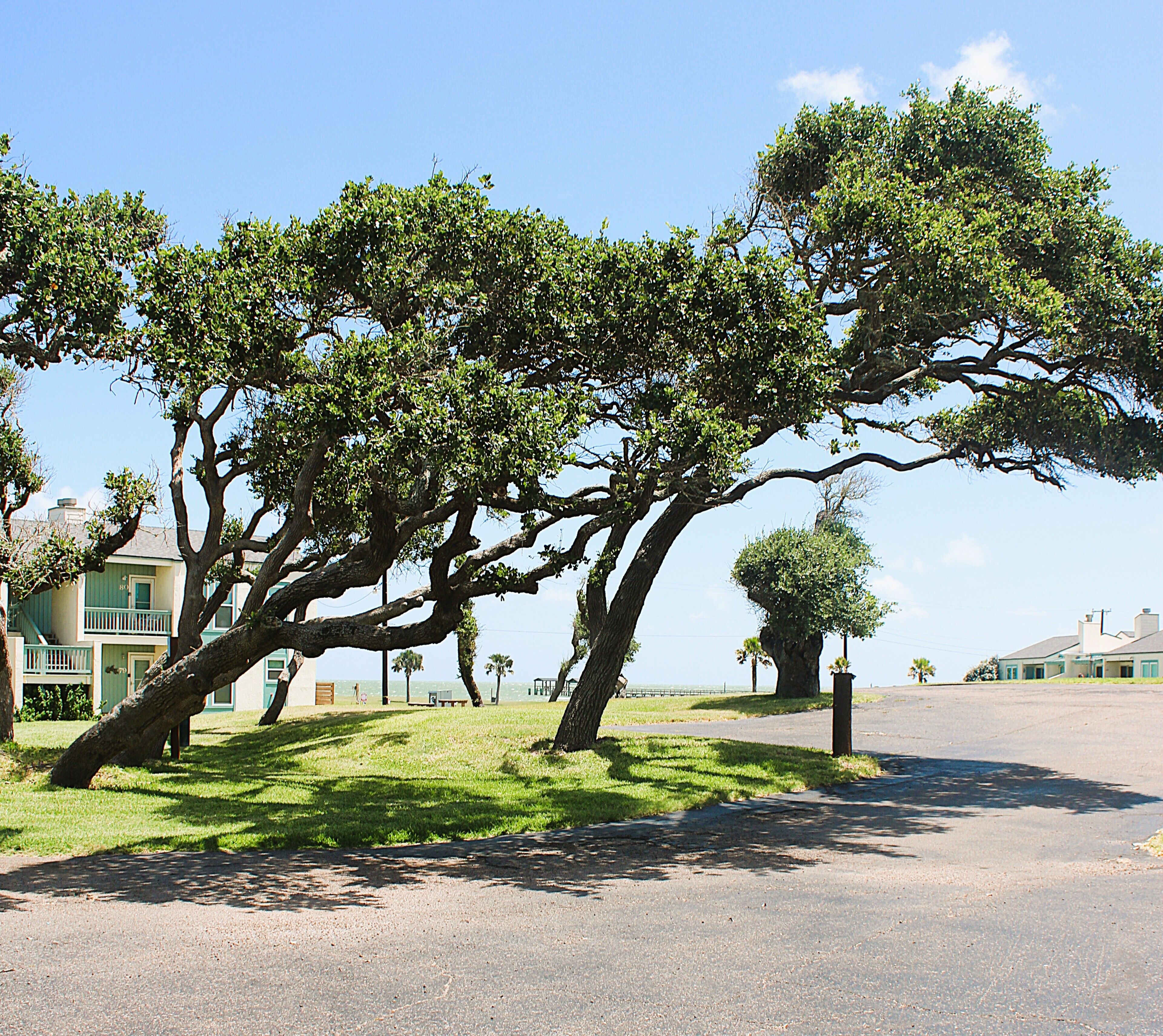 A residential area with a large tree in the foreground, a paved road, and houses in the background.