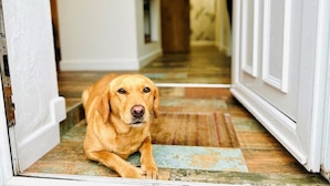 Un chien est allongé sur un plancher en bois dans un couloir aux murs blancs et à la porte en bois.