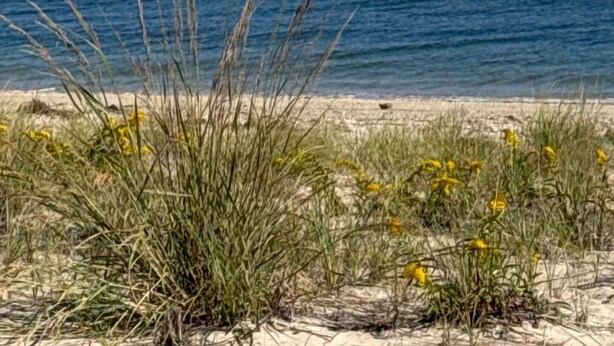 A beach with sand, grass, and yellow flowers. - North Shore Breezes Beachfront Home in Asharoken Pet Friendly/Event Friendly (Northport)