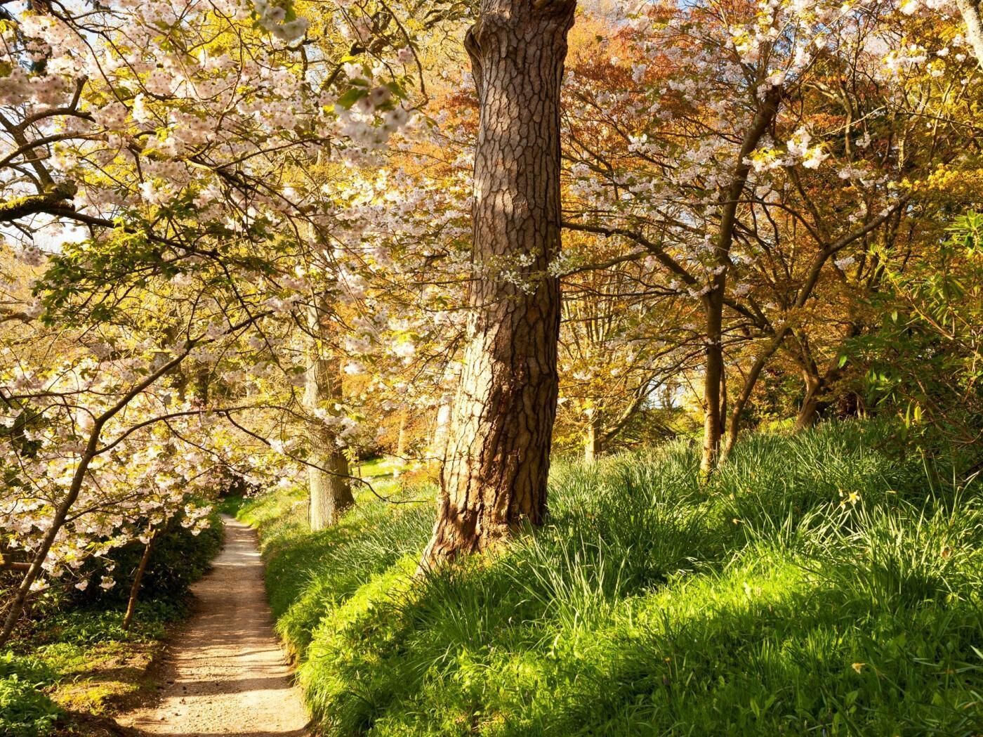 Un sentier qui traverse une forêt, avec des arbres et de l’herbe.