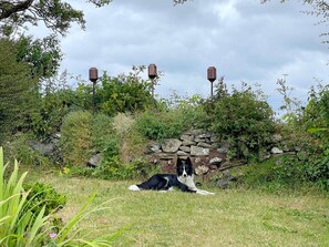 Ein Hund liegt auf Gras, im Hintergrund eine Steinmauer und Vegetation.