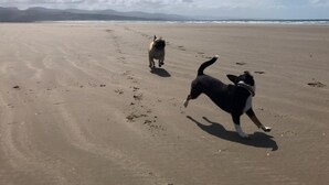 Dois cães numa praia arenosa com céu limpo e montanhas ao longe.