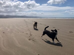 Zwei Hunde an einem sandigen Strand unter blauem Himmel mit Bergen in der Ferne.