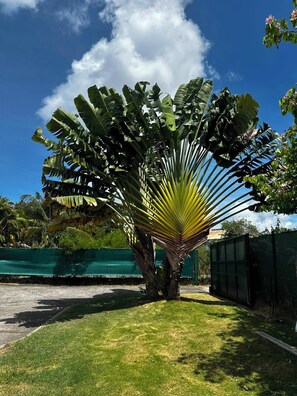 A large, tropical plant with broad leaves in a well-maintained grassy area. - Villa Rafaela, Private Pool and Garden (Saint-François)