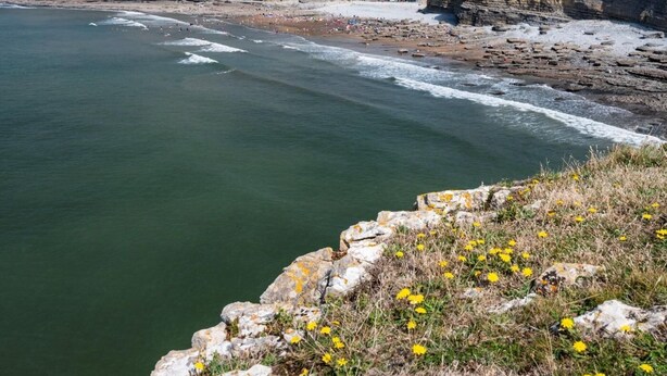 A coastal landscape with cliffs, a beach, and a grassy area with yellow flowers. - 2 Bed in Cowbridge (oc-88000) (Llandow)