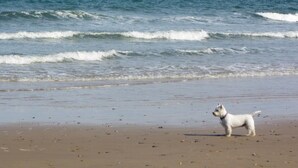 Una spiaggia con onde, un cane e cielo sereno.