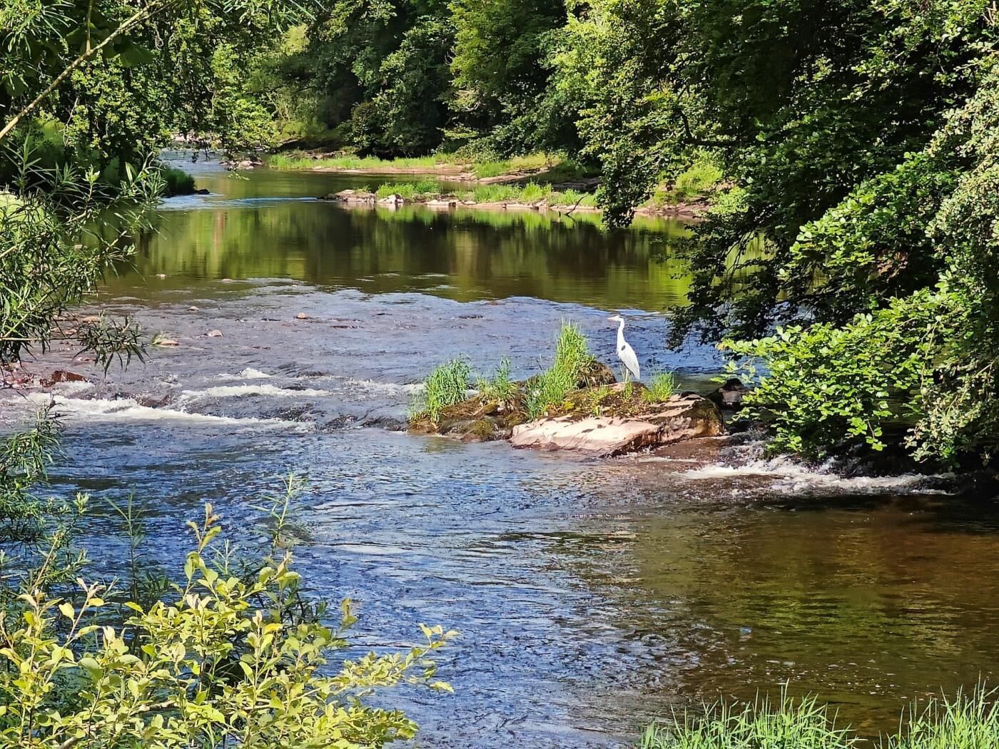 A river with a bird on a rock, surrounded by greenery.