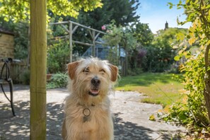 A dog in a garden with a wooden structure and greenery in the background. - 3 Bed in Beaminster (oc-87914) (South Perrott)
