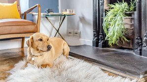 A dog lying on a fluffy rug in a room with a fireplace, a chair, and a small table. - 3 Bed in Ulverston (oc-87960) (Penny Bridge)