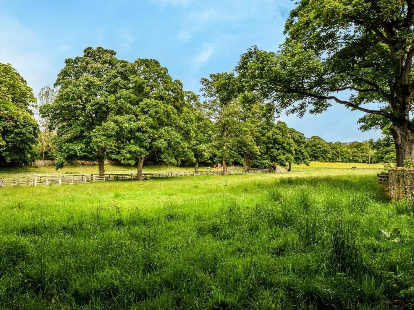 A grassy field with trees and a wooden fence.