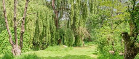 A natural landscape with trees and grass.