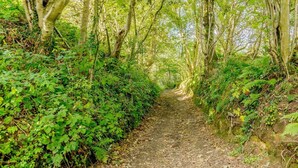 Uma trilha na floresta, rodeada por folhagem verde densa.