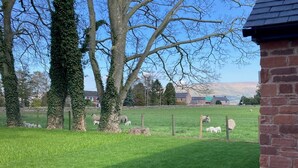 Een grasveld met schapen, bomen en een bakstenen gebouw.