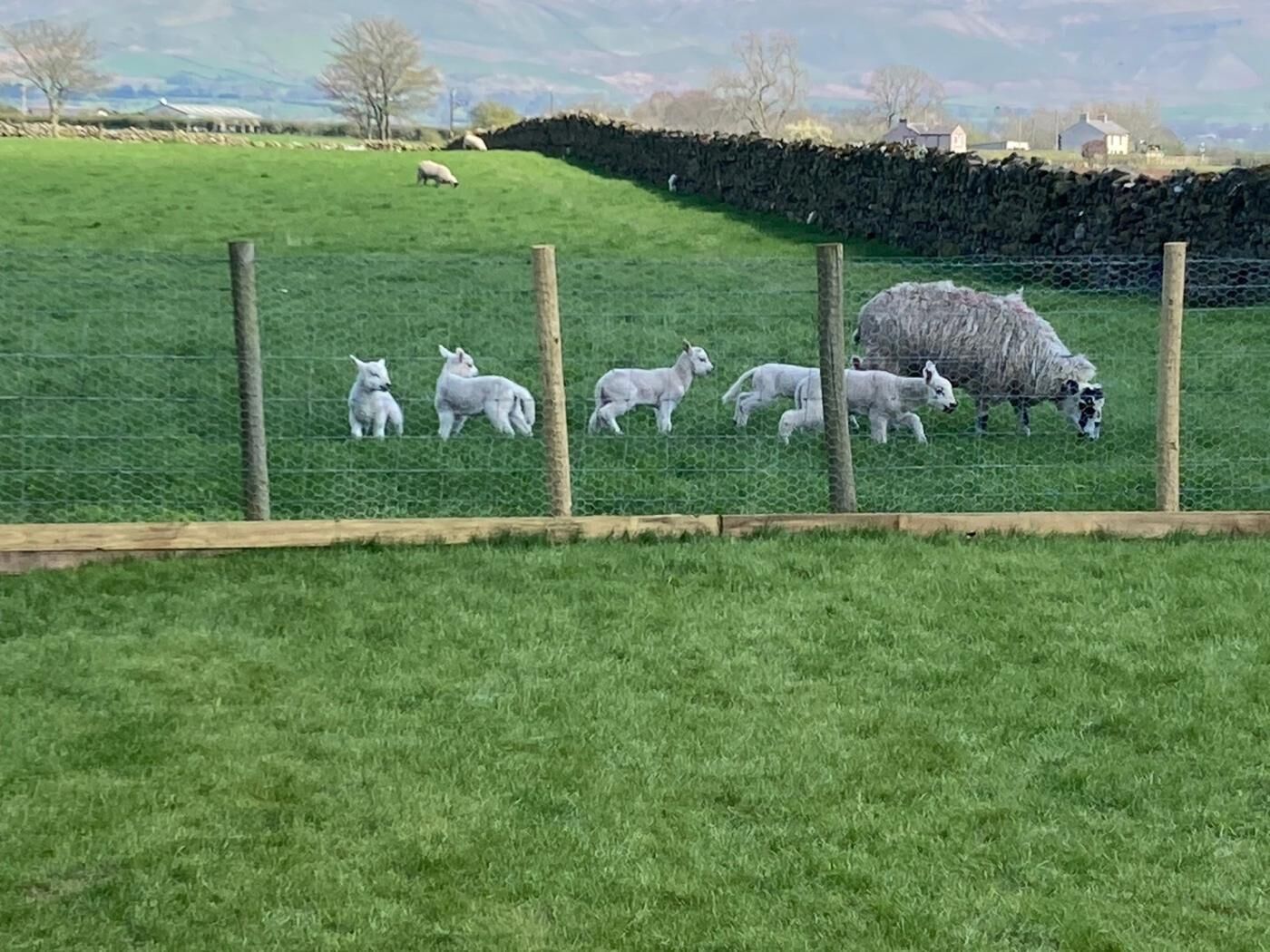 Un pâturage clôturé où paissent des moutons et des agneaux.