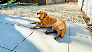 Un cane disteso su un patio piastrellato.