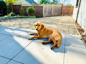 Ein Hund liegt auf einer gefliesten Terrasse.