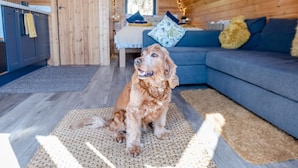 Un chien est assis sur un tapis dans une pièce chaleureuse aux murs en bois, avec un canapé et un coin cuisine.