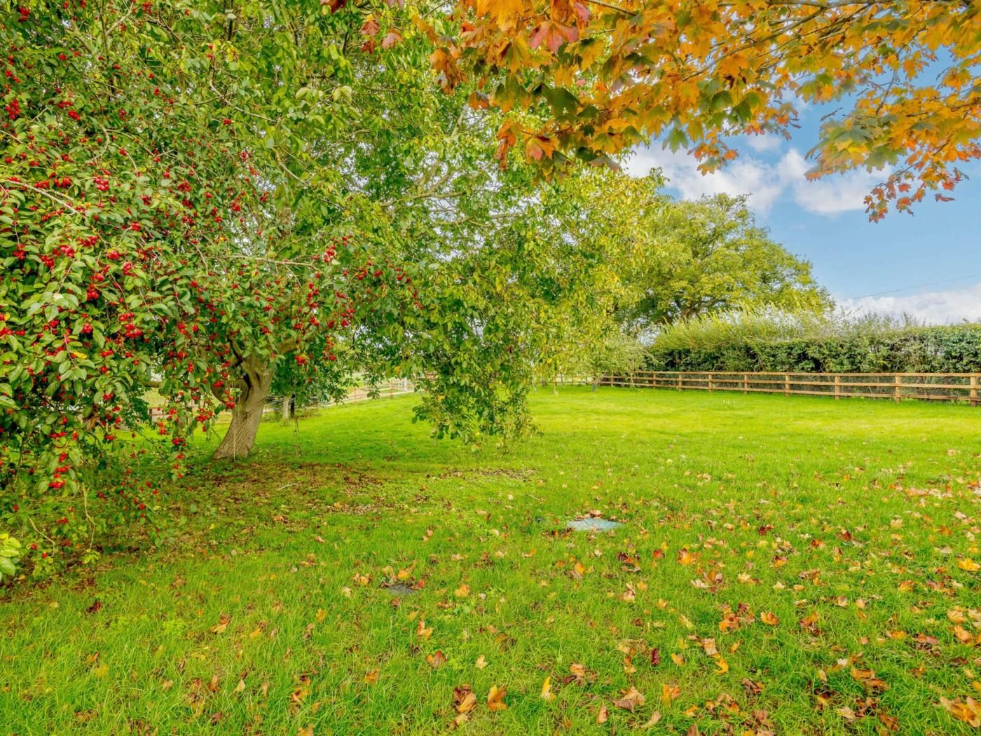 Een grasveld met een boom vol rode vruchten, een houten omheining en een heldere lucht.
