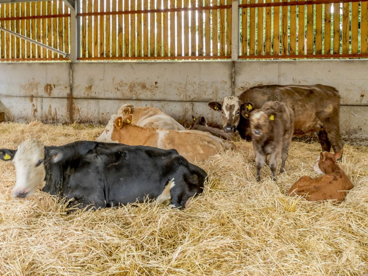 A barn interior with cows resting on hay, metal railings, and a concrete wall.