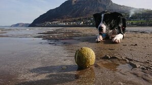 Eine Strandansicht mit einem Hund und einem Ball.