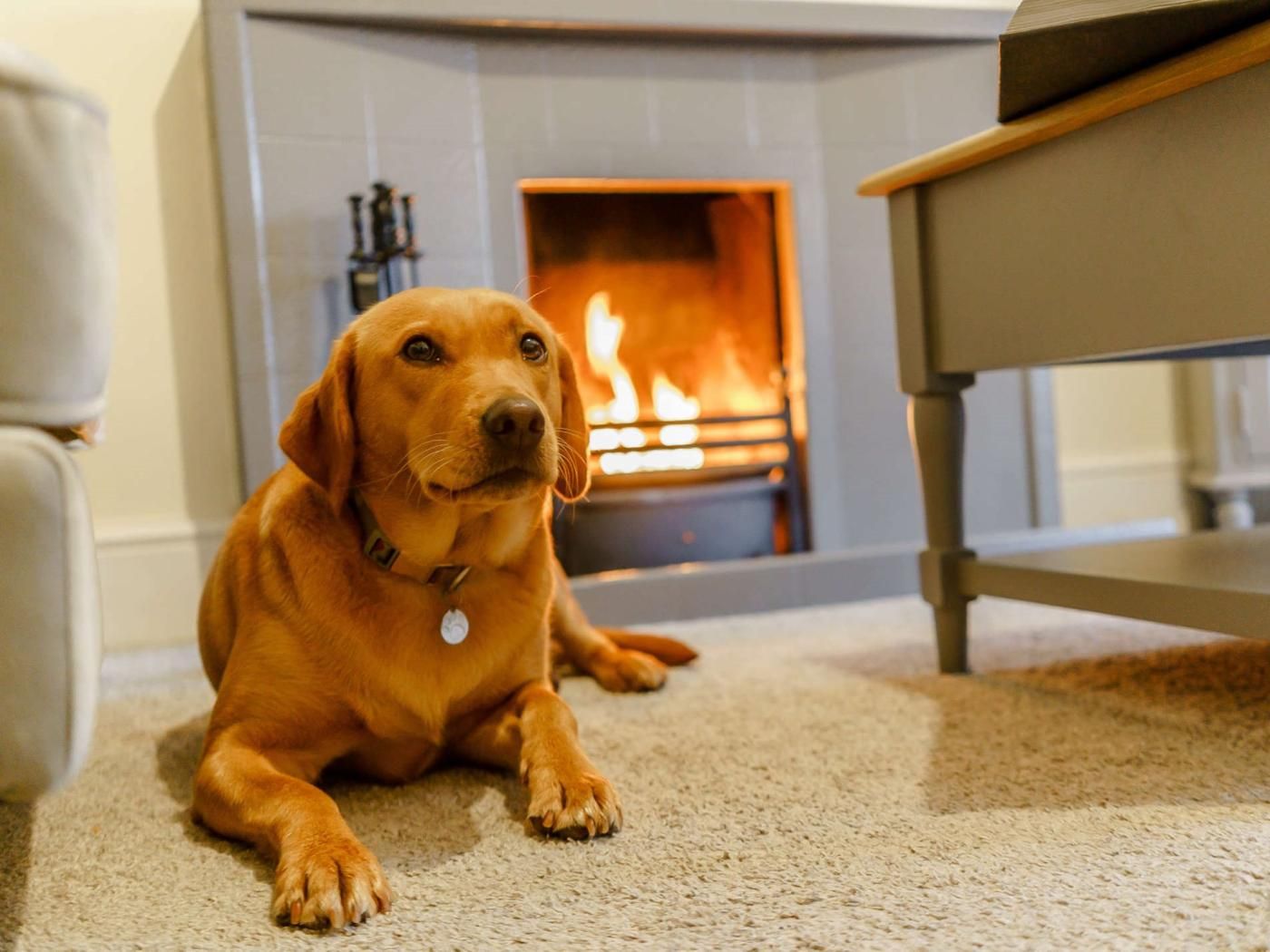 A dog lying on a carpeted floor in a room with a fireplace.