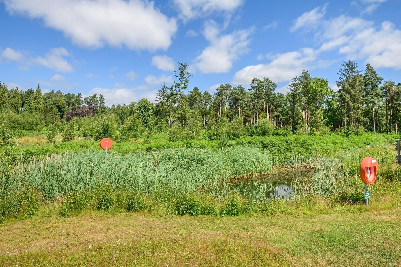 Eine natürliche Landschaft mit Teich, dichtem Grün und Bäumen.