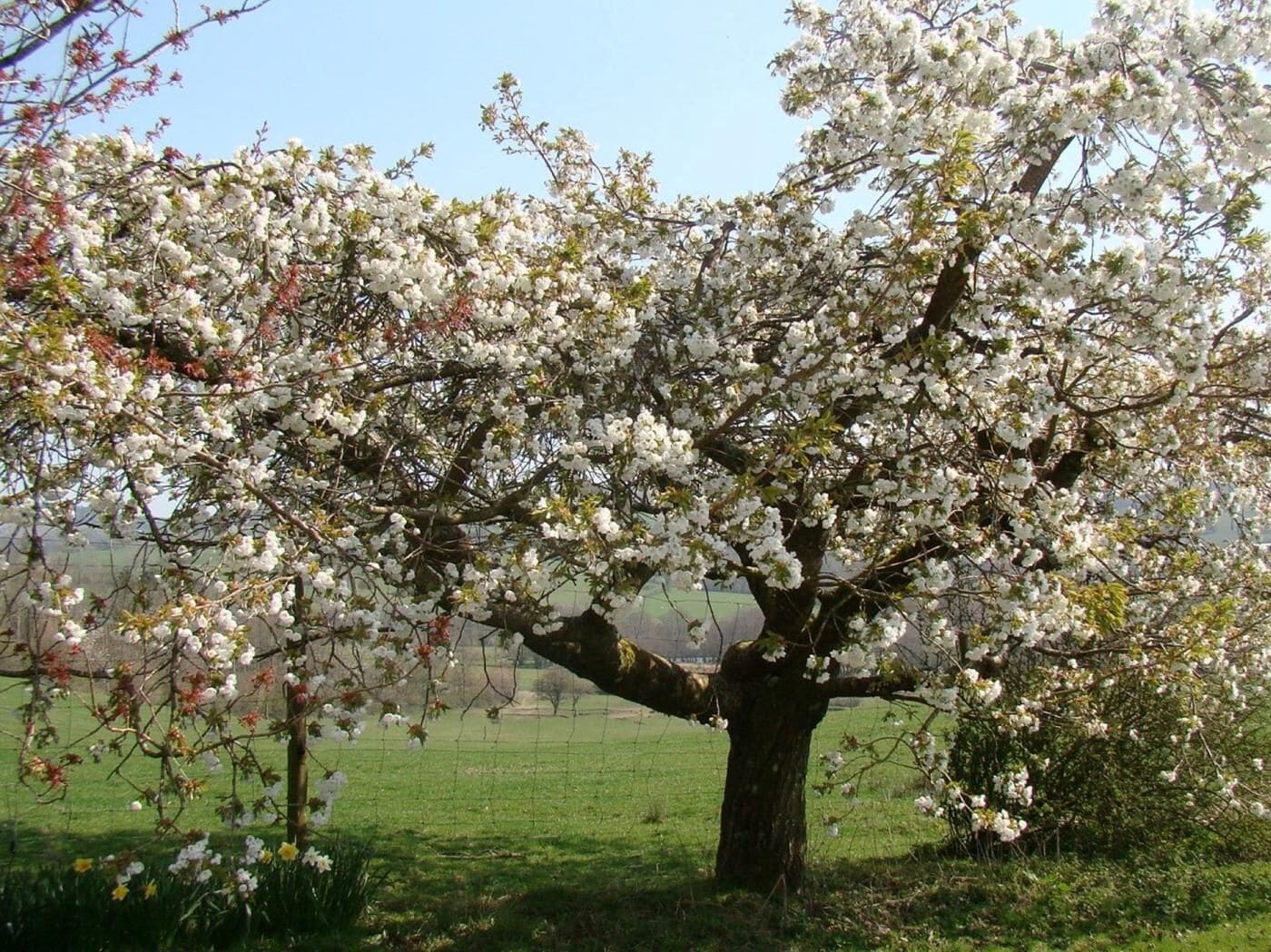 Un árbol con flores blancas en un campo de hierba.