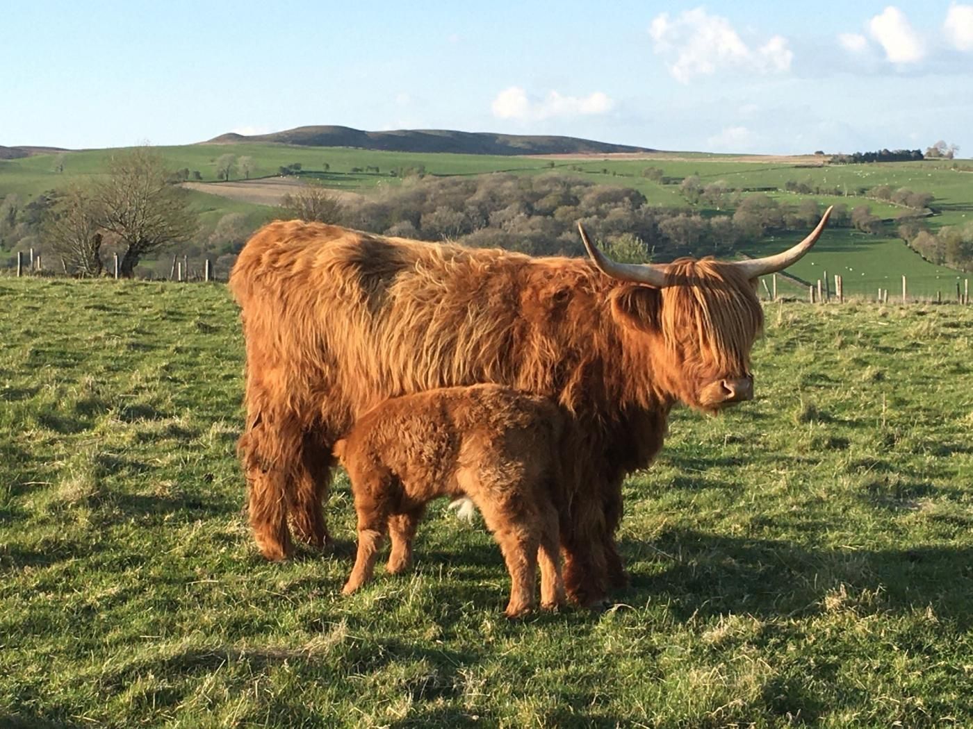 Een Hooglandse koe graast in een grasveld met glooiende heuvels op de achtergrond.