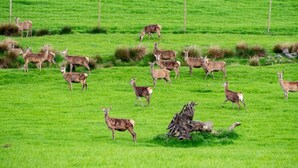 Een groep herten in een grasveld, met een hek op de achtergrond.