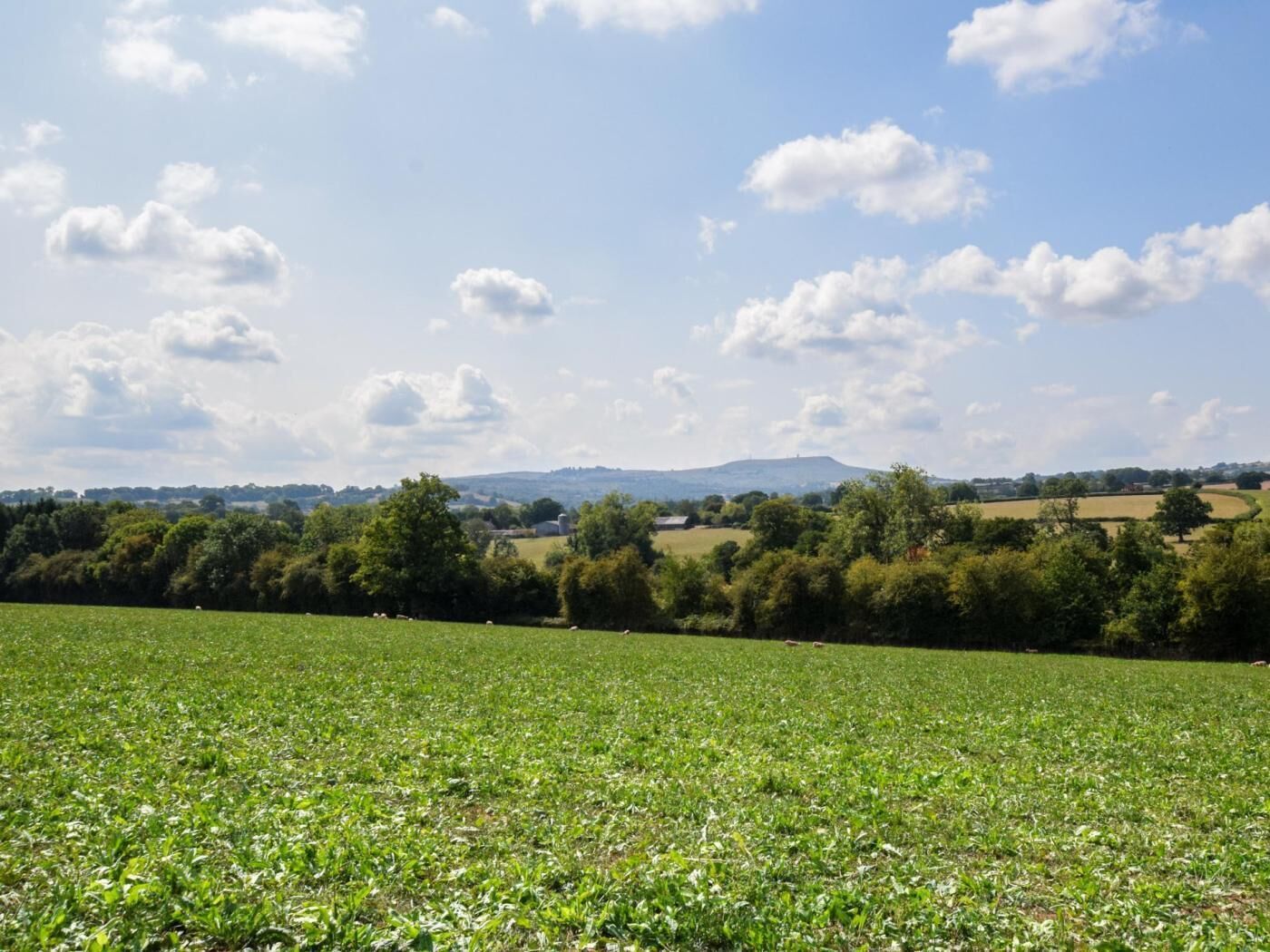 Een landelijk landschap met een akker, bomen en een heuvel in de verte.