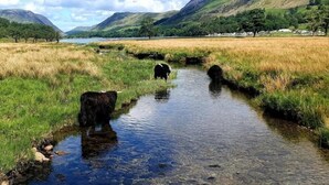 A stream with cows in a rural landscape. - 1 Bed in Keswick (oc-90646) (Keswick)