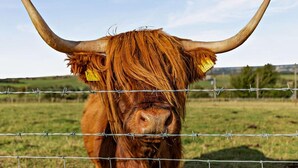 A highland cow with large horns and ear tags, standing behind a barbed wire fence in a grassy field.
