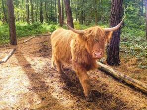 En höglandsko i ett skogsområde med barr från tallar på marken.