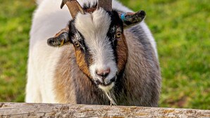 A goat behind a wooden fence. - 2 Bed in Axbridge (oc-91358) (Compton Bishop)