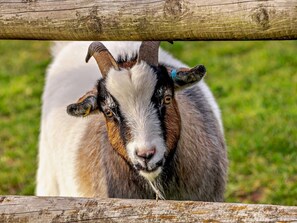 Eine Ziege hinter einem Holzzaun.