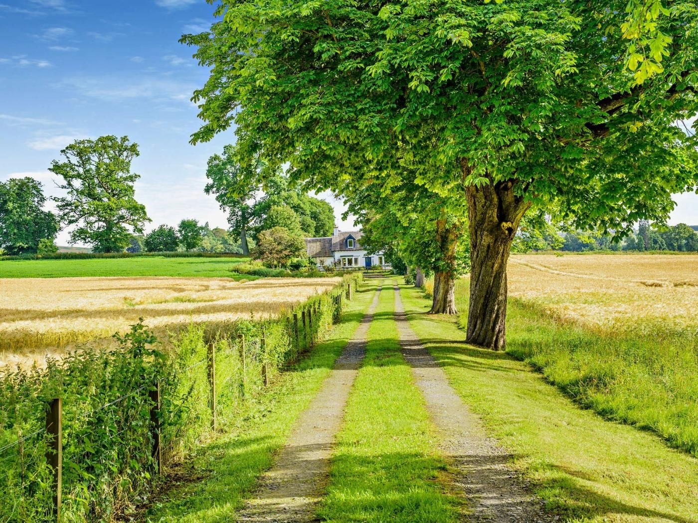 A rural pathway leading to a house surrounded by fields and trees.
