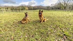Two dogs sitting on a grassy field with a fence and trees in the background. - 1 Bed in Northwich (oc-91266) (Foxwist Green)