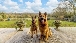 Two dogs on a wooden deck with a grassy field and trees in the background. - 1 Bed in Northwich (oc-91266) (Foxwist Green)