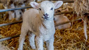 A lamb in a pen with hay on the ground. - 1 Bed in Barnstaple (oc-91387) (Prixford)