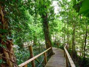 Una passera de fusta que serpenteja per un bosc dens, amb una barana de fusta.