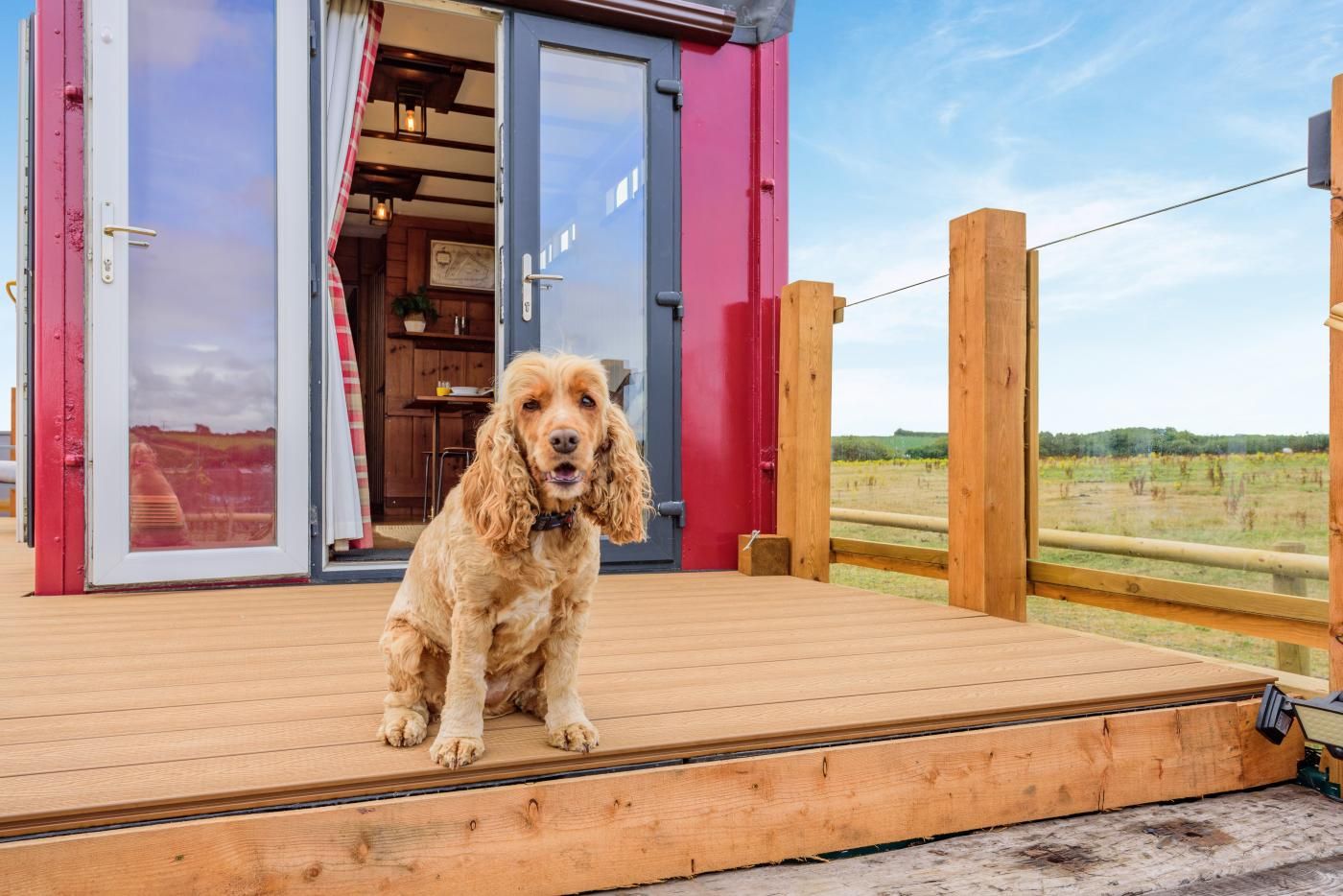 Een hond zit op een houten terras voor een gebouw met een rode deur en een glazen toegangsdeur.