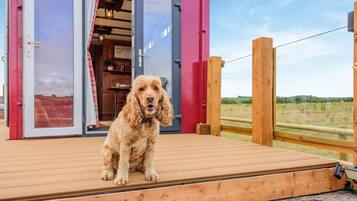 Een hond zit op een houten terras voor een gebouw met een rode deur en een glazen toegangsdeur.