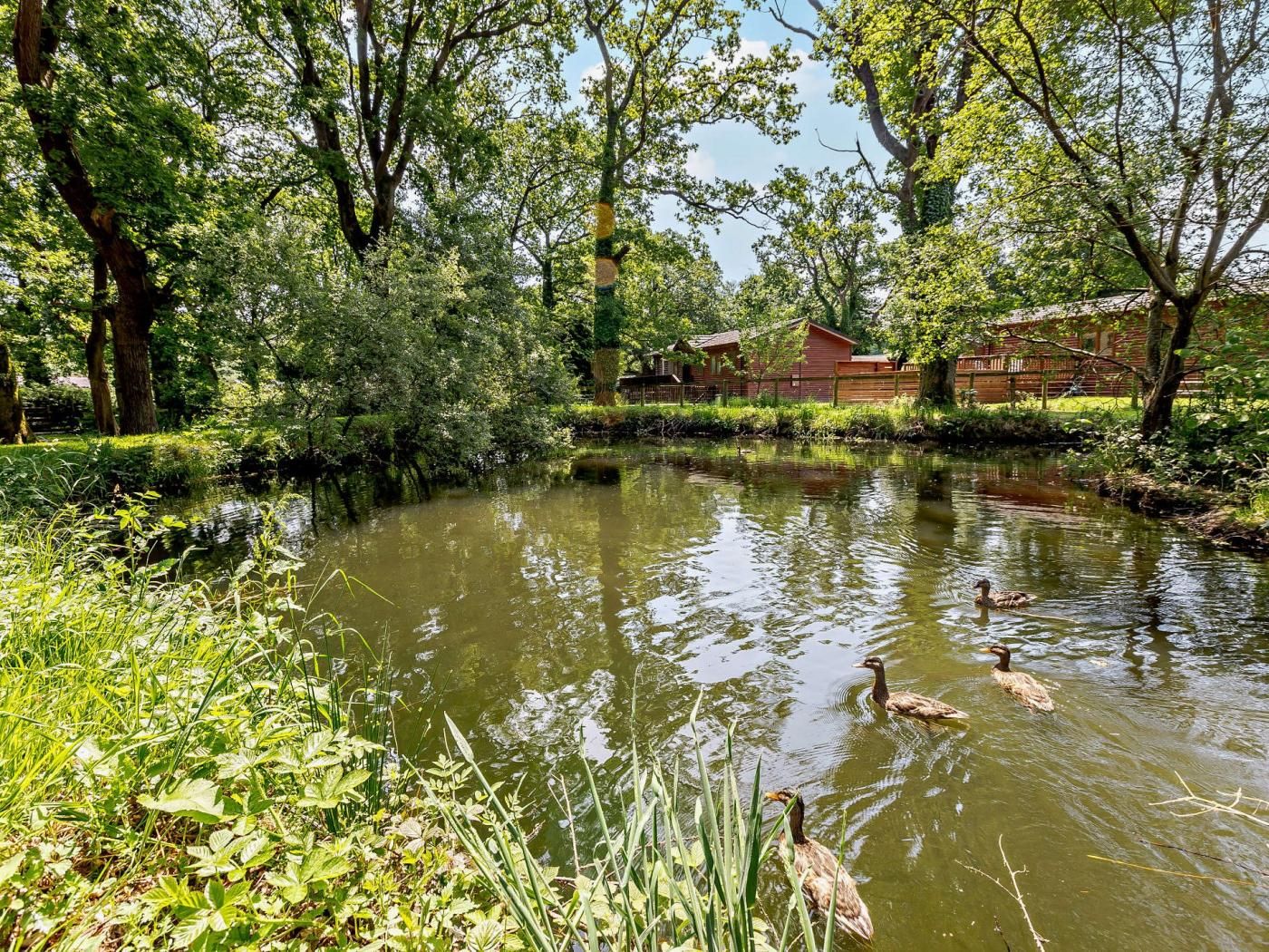 Un estanque con patos, rodeado de árboles y una cerca de madera.